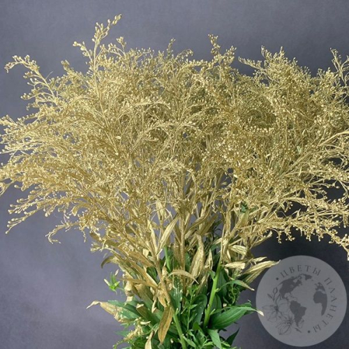 Солидаго Золото 11 шт. в магазине Цветы Планеты