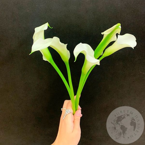 Каллы белые 5 шт.