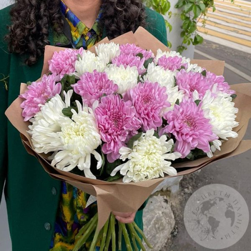 Букет из 25 белых и розовых одноголовых хризантем