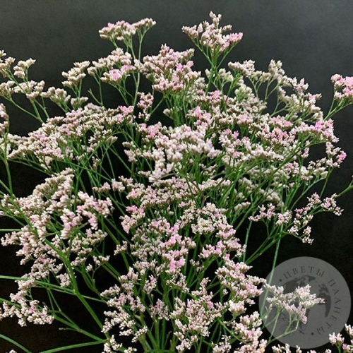 Лимониум розовый 7 шт. в магазине Цветы Планеты