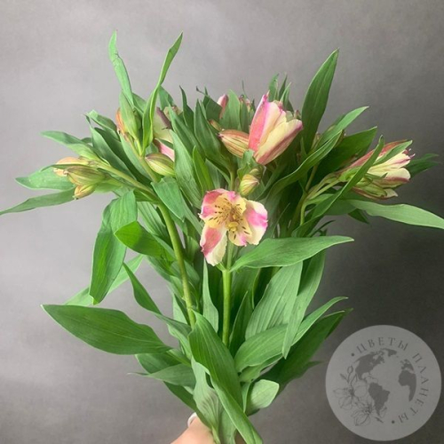 7 Альстромерий желто-розовых
