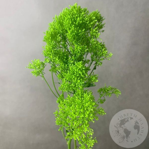 Трахелиум зеленый в магазине Цветы Планеты