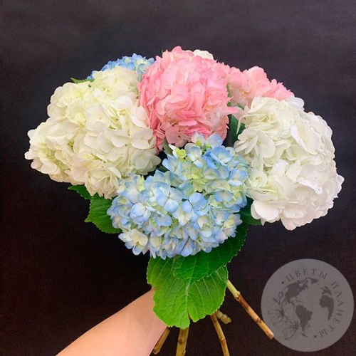 7 гортензий микс