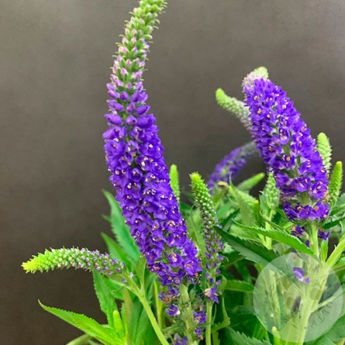 Вероника синяя 7 шт. в магазине Цветы Планеты