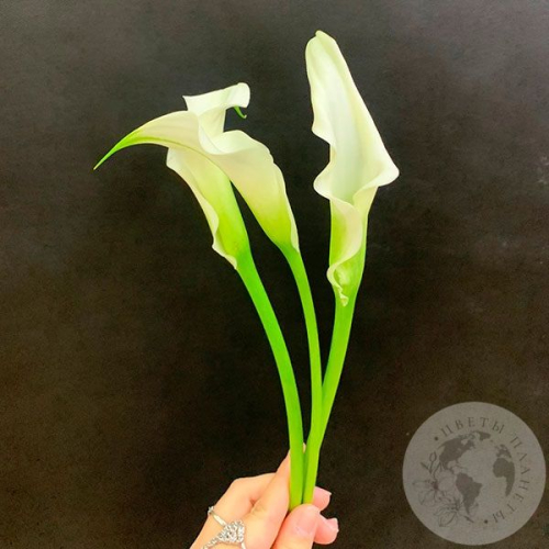 Каллы белые 3 шт.