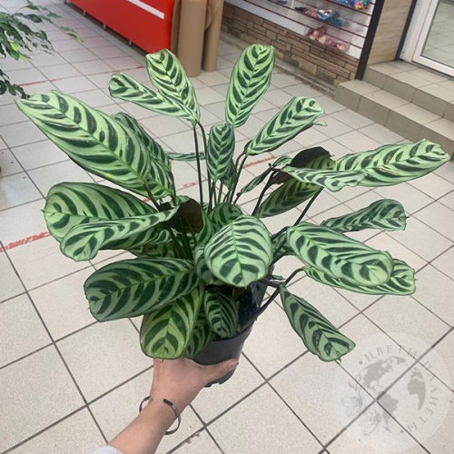 Калатея Макоя