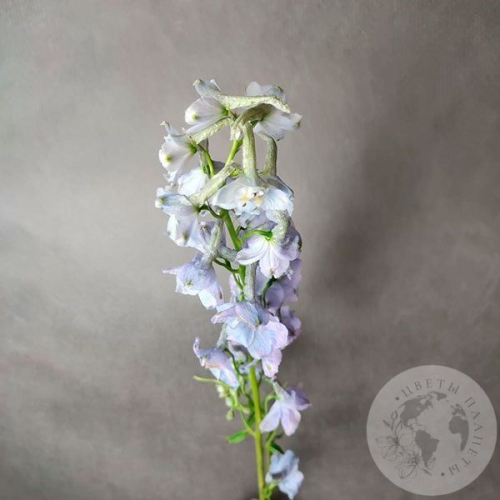 Дельфиниум в магазине Цветы Планеты