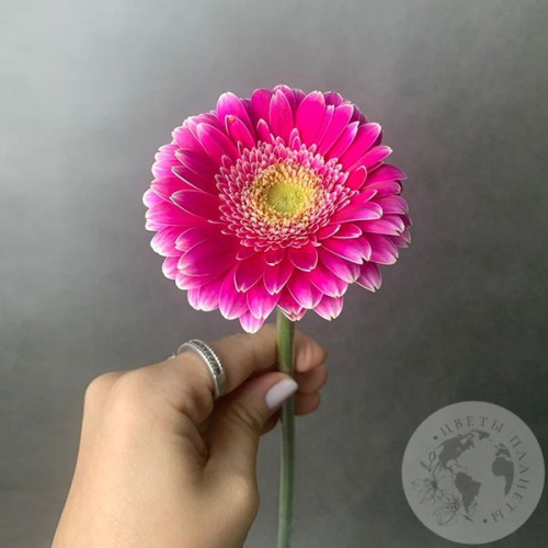 Гербера мини ярко-розовая в магазине Цветы Планеты