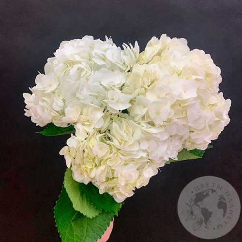 3 гортензии белых