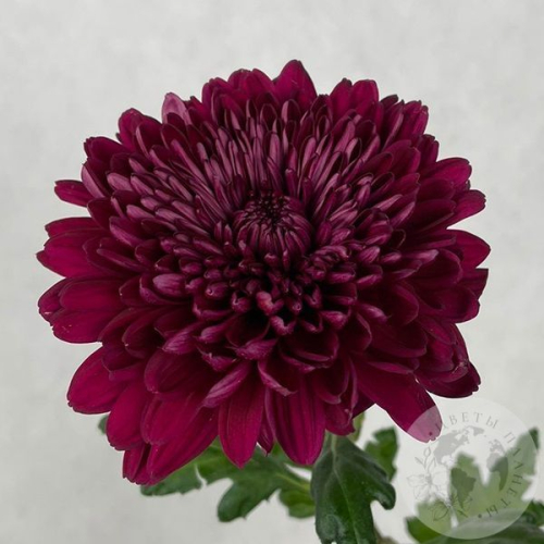 Хризантема бордовая