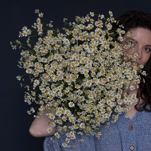 Танацетум 25 шт.