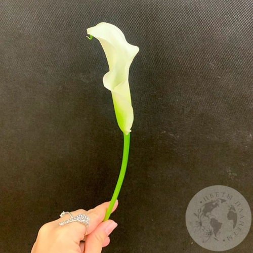 Каллы белые