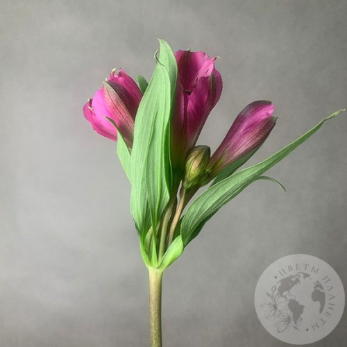 Альстромерия ярко-розовая