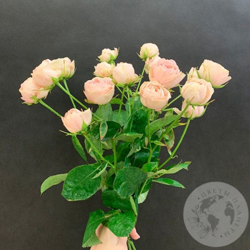 5 кустовых пионовидных роз 50 см. в магазине Цветы Планеты