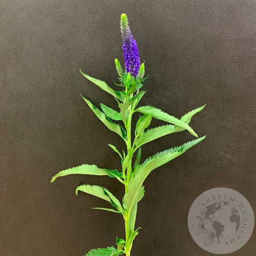 Вероника синяя в магазине Цветы Планеты