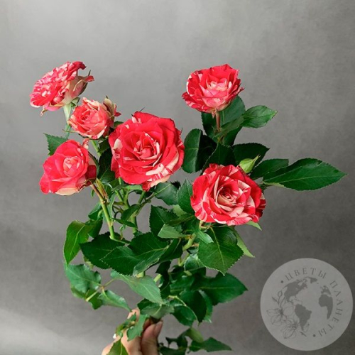 Кустовая роза бело-розовая 60 см. в магазине Цветы Планеты