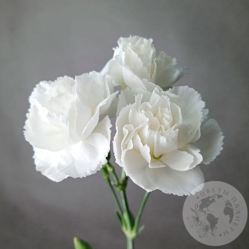 Гвоздика кустовая белая в магазине Цветы Планеты