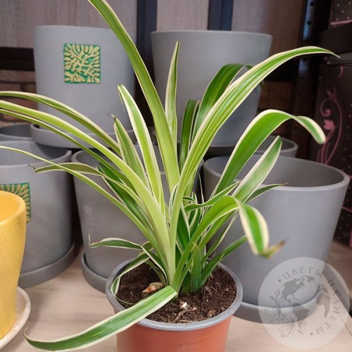 Хлорофитум в магазине Цветы Планеты