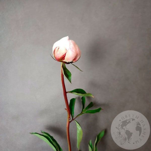 Пион нежно-розовый российский в магазине Цветы Планеты