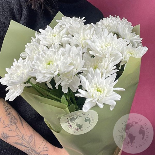 7 Хризантем кустовых белых