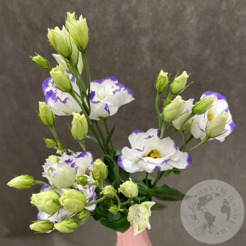 Эустома бело-фиолетовая