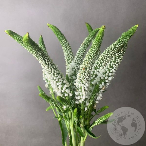 Вероника белая 9 шт. в магазине Цветы Планеты