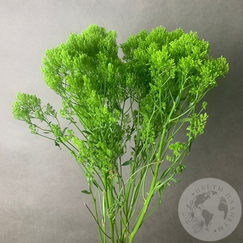 Трахелиум зеленый 5 шт. в магазине Цветы Планеты