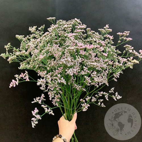 Лимониум розовый 13 шт. в магазине Цветы Планеты