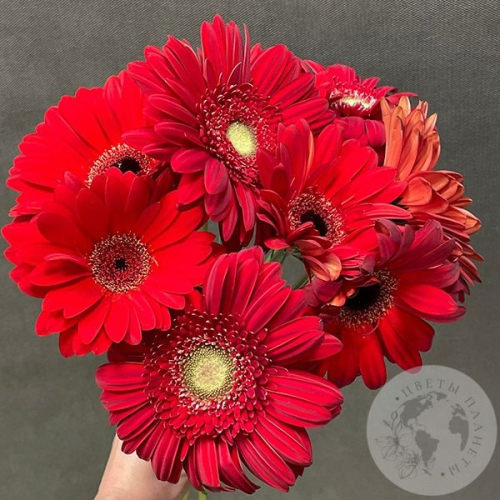 9 гербер красных