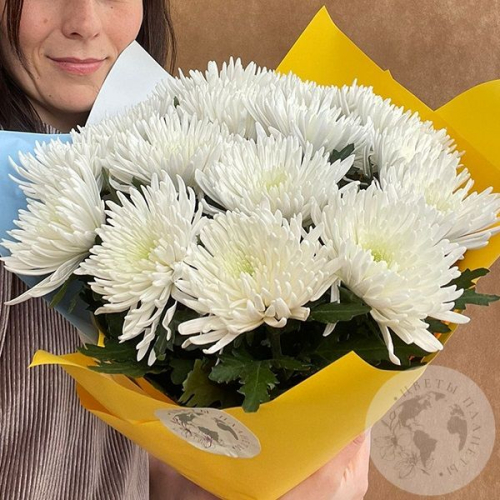 13 хризантем белых