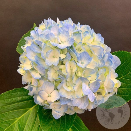 Гортензия голубая