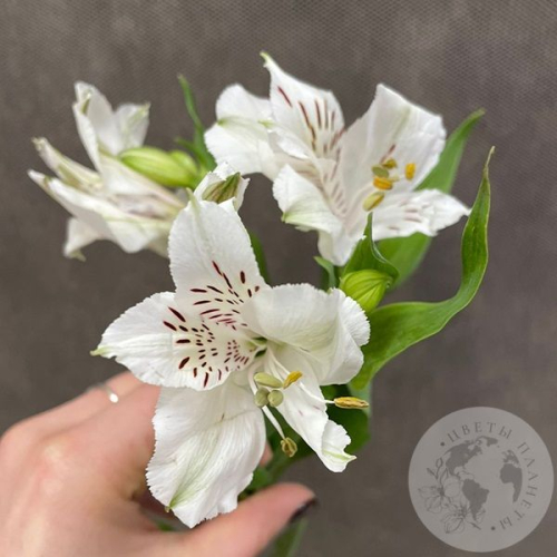 Альстромерия белая