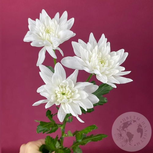 Хризантема кустовая белая