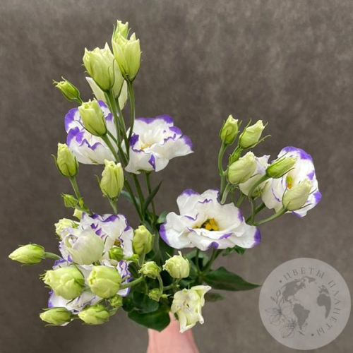 Эустома бело-фиолетовая