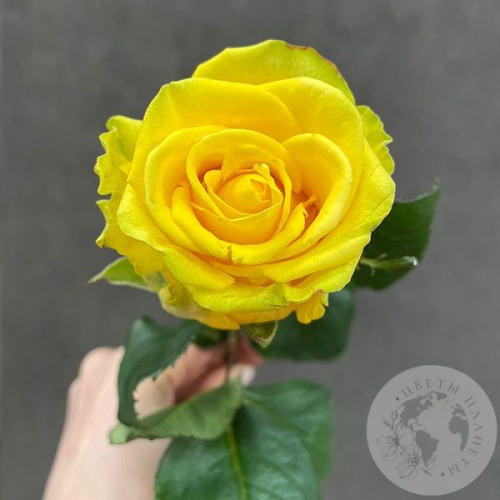 Роза желтая 50 см. в магазине Цветы Планеты