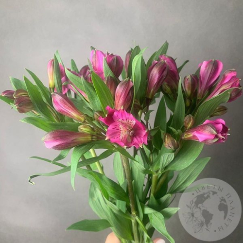 9 Альстромерий ярко-розовых