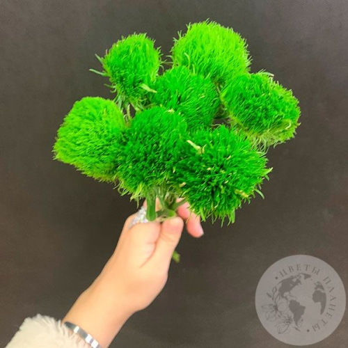 7 гвоздик Грин Трик в магазине Цветы Планеты