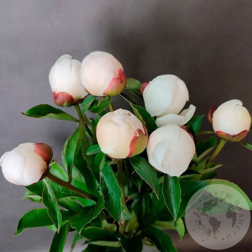 7 пионов белых российских в магазине Цветы Планеты