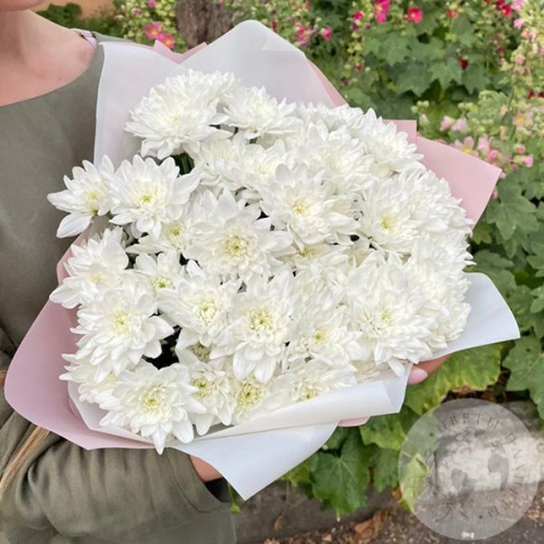 15 белых кустовых хризантем