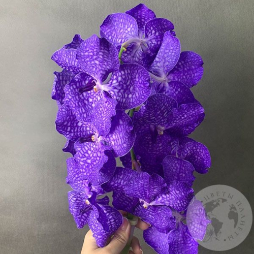 Орхидея Ванда