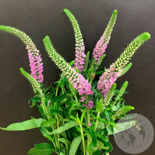 Вероника розовая 5 шт. в магазине Цветы Планеты