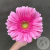 Гербера розовая