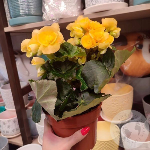 Бегония в магазине Цветы Планеты