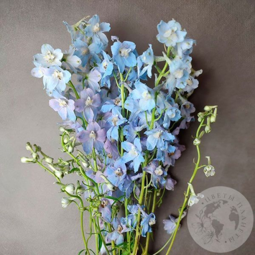 Дельфиниум 5 шт. в магазине Цветы Планеты