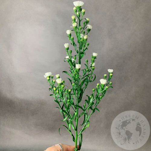 Астер белый в магазине Цветы Планеты