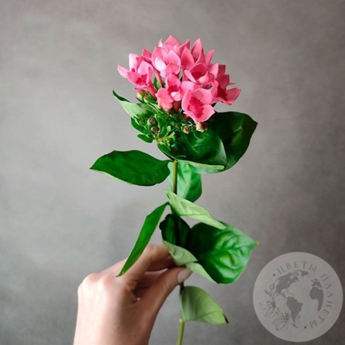 Бувардия в магазине Цветы Планеты