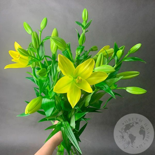 5 Золотых лилий