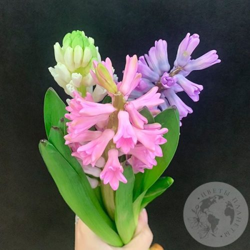 Гиацинт микс 3 шт. в магазине Цветы Планеты