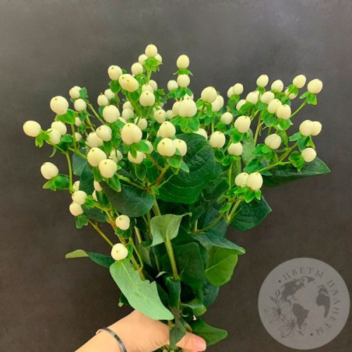 Гиперикум белый 9 шт. в магазине Цветы Планеты