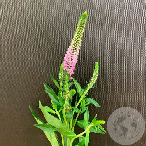 Вероника розовая в магазине Цветы Планеты